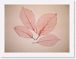 skelet3 * 800 x 600 * (107KB)